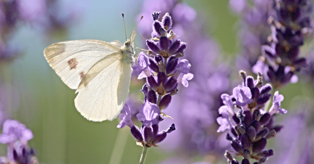 Why Is My Lavender Dying? | How to Revive a Dying Lavender - Garden Doctor