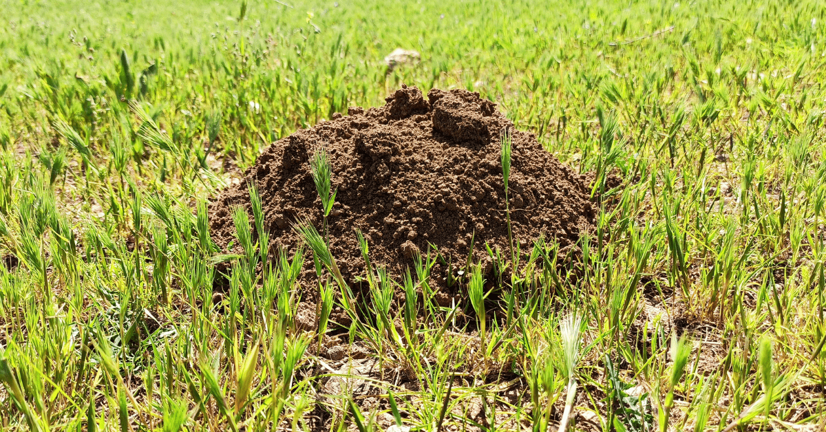 Holes in my lawn at night - Freshly Dug Molehill