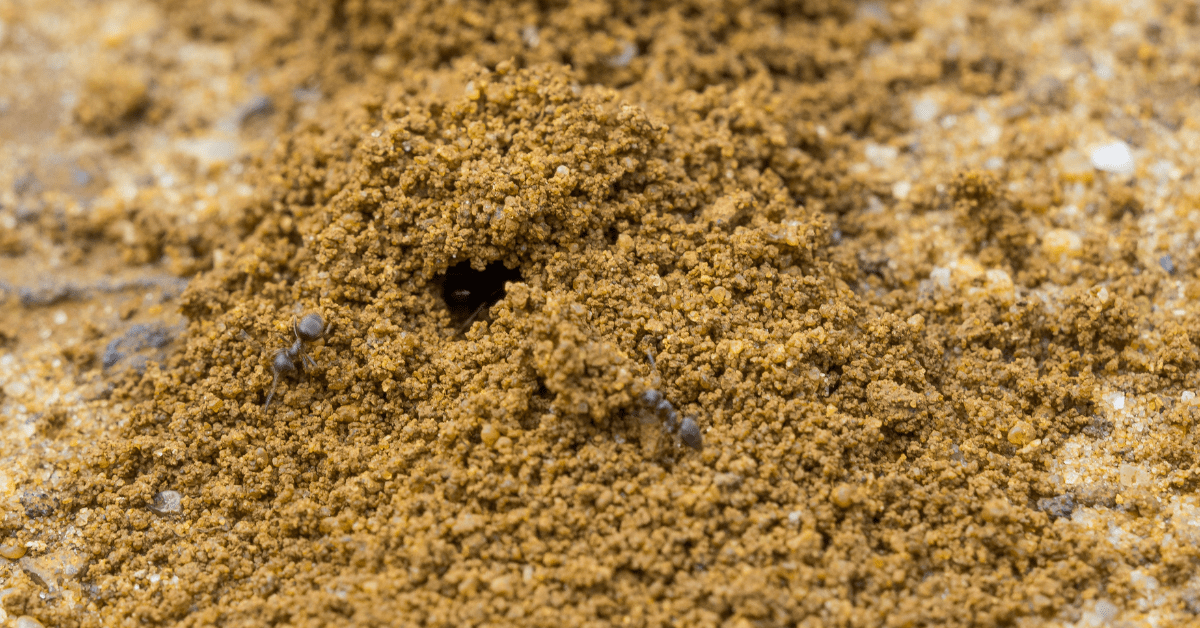 Freshly Excavated Ant Hole