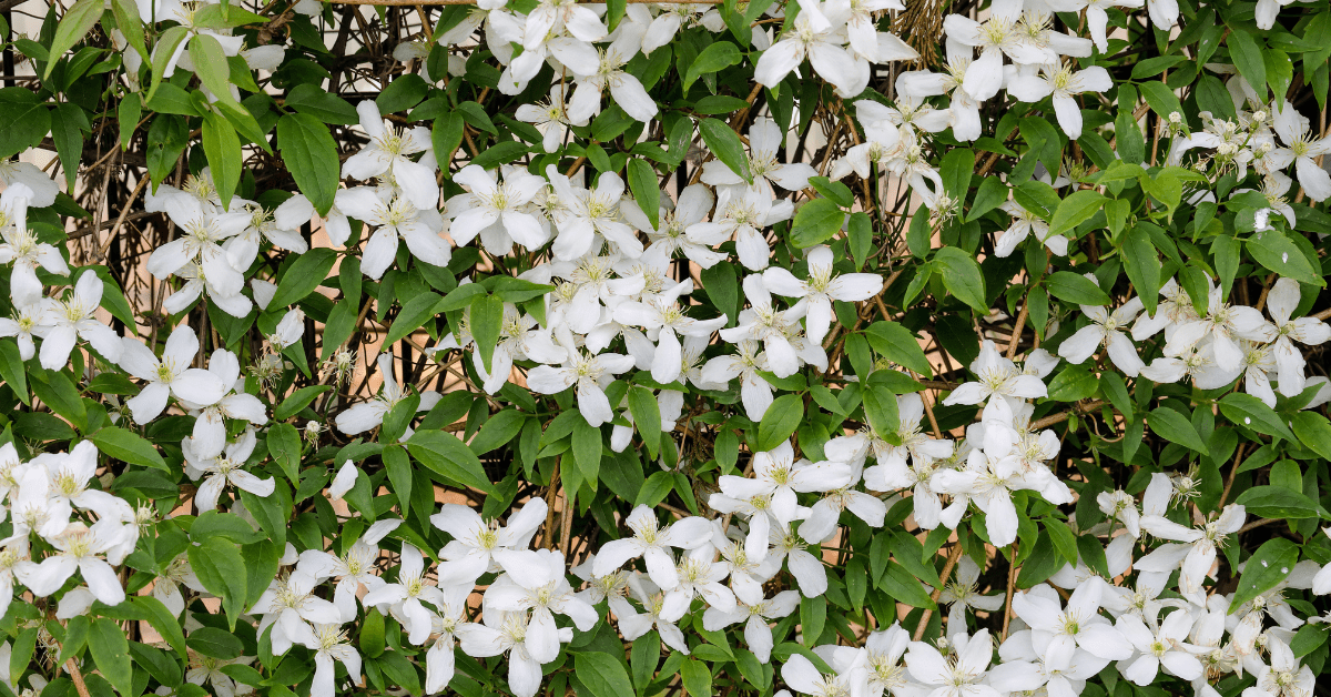 Group 1 - Clematis Montana