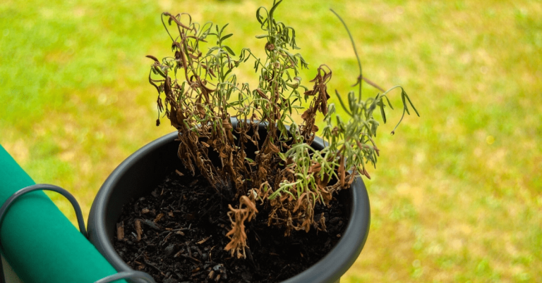 Why Is My Lavender Dying? | How to Revive a Dying Lavender - Garden Doctor