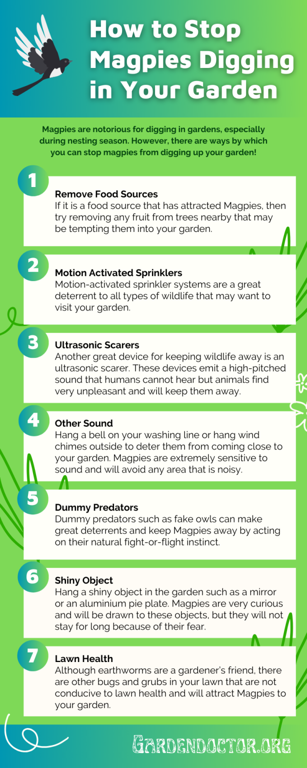 7 Tips to Stop Magpies Digging up Your Garden - Garden Doctor