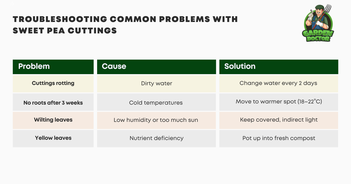 Troubleshooting Common Problems with Sweet Pea Cuttings Table