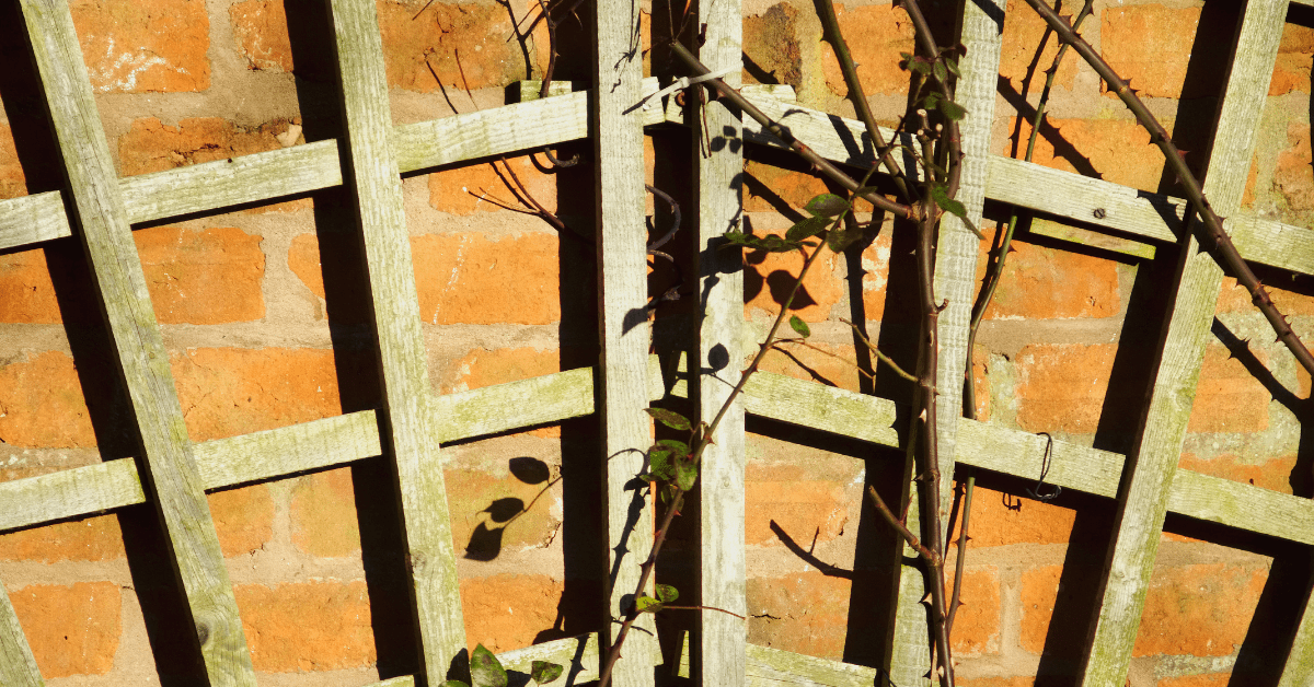 Climbing Rose on a Trellis