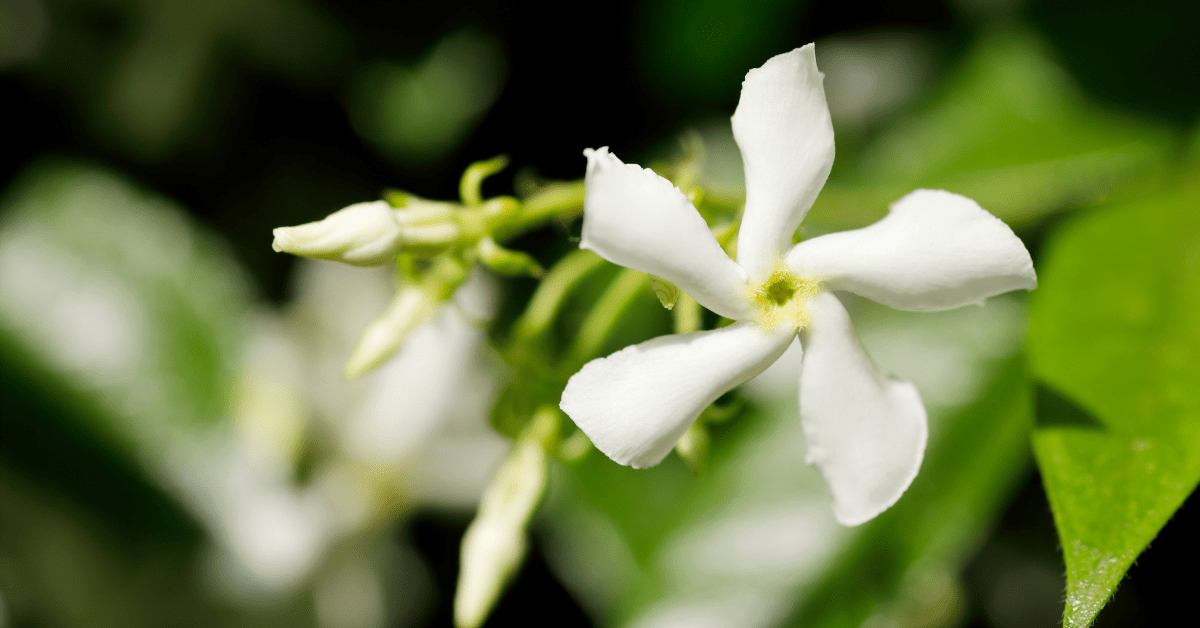 Star Jasmine Flower Close Up