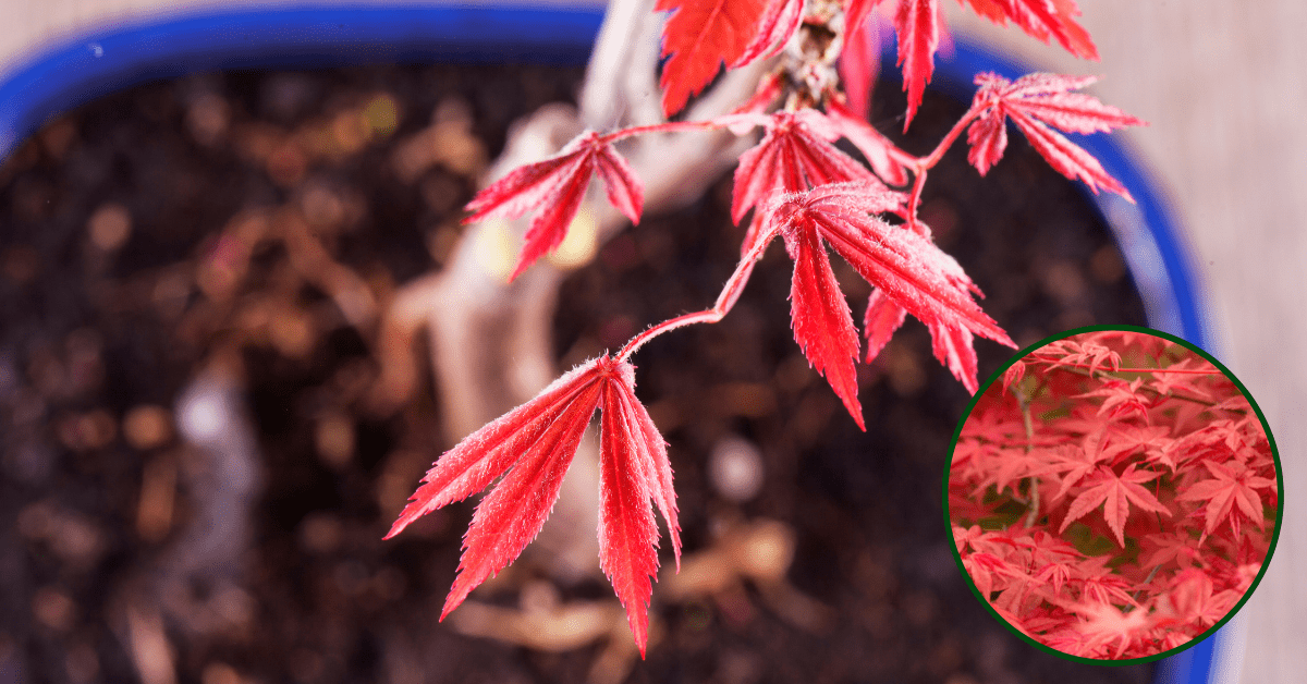 Acer Cutting in a Pot