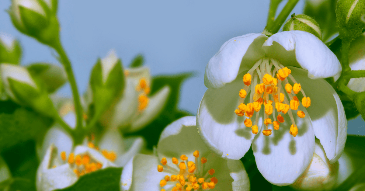 Beautiful White Jasmine Flowers