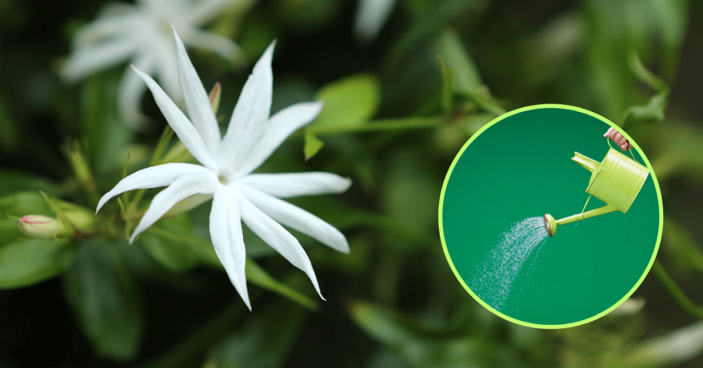 Jasminum Multiflorum Flower with Watering Can (inset)