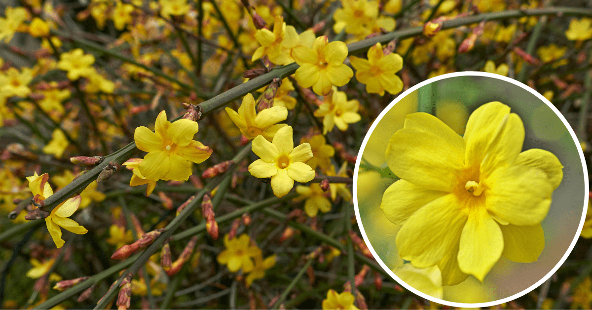 Jasminum Nudiflorum Vine with Yellow Flower (inset)