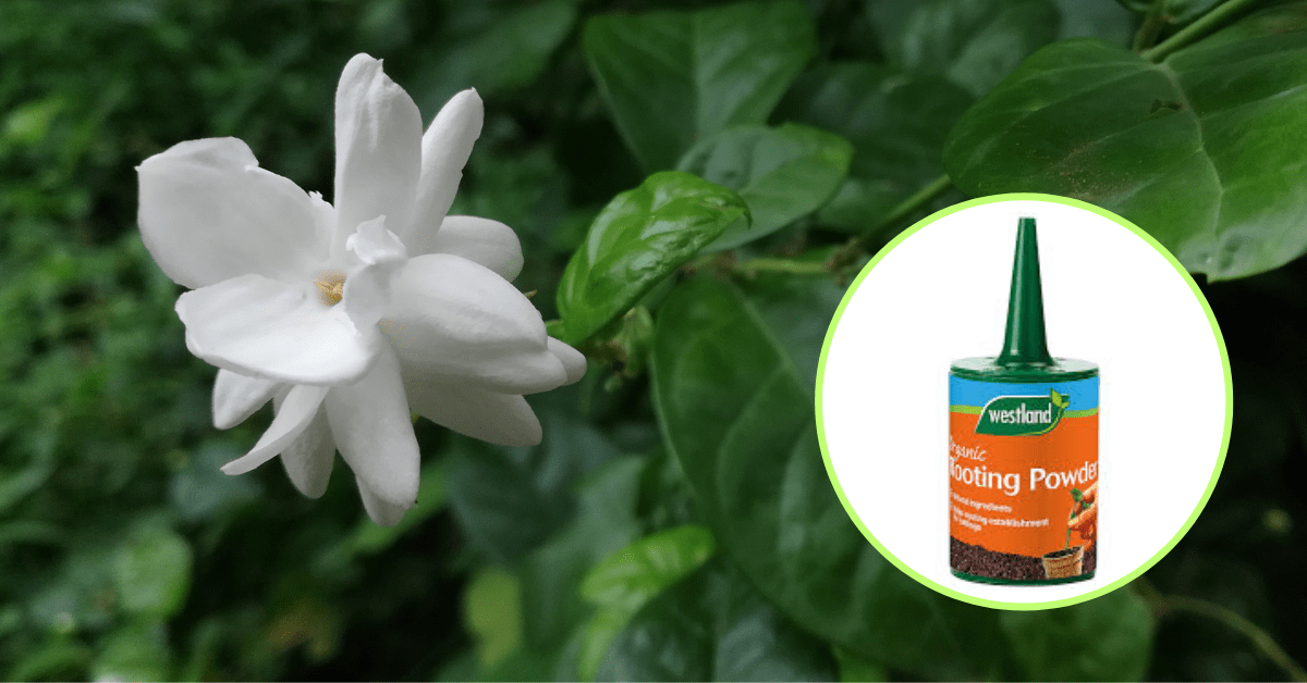 Jasminum Sambac Flower with Rooting Hormone (inset)