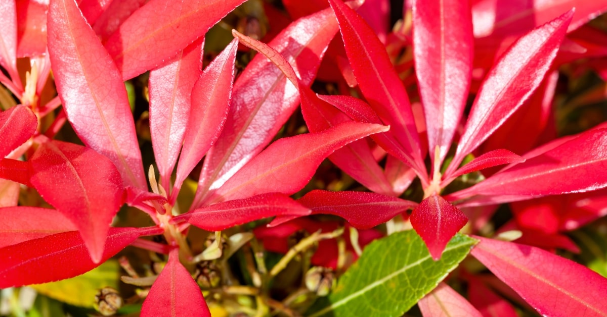 Pieris Japonica 'Forest Flame' Red Leaves
