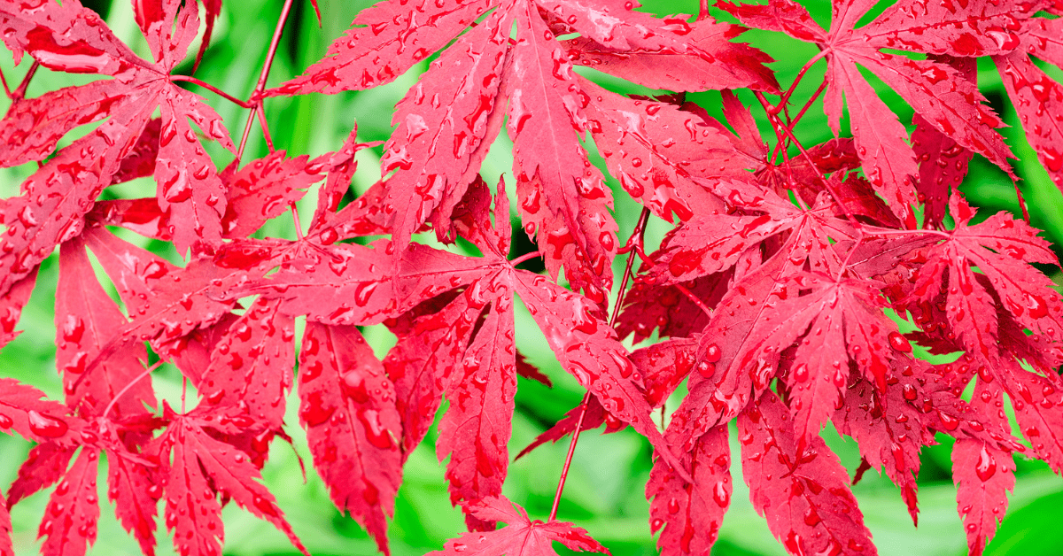 Wet Japanese Maple (Acer) Leaves
