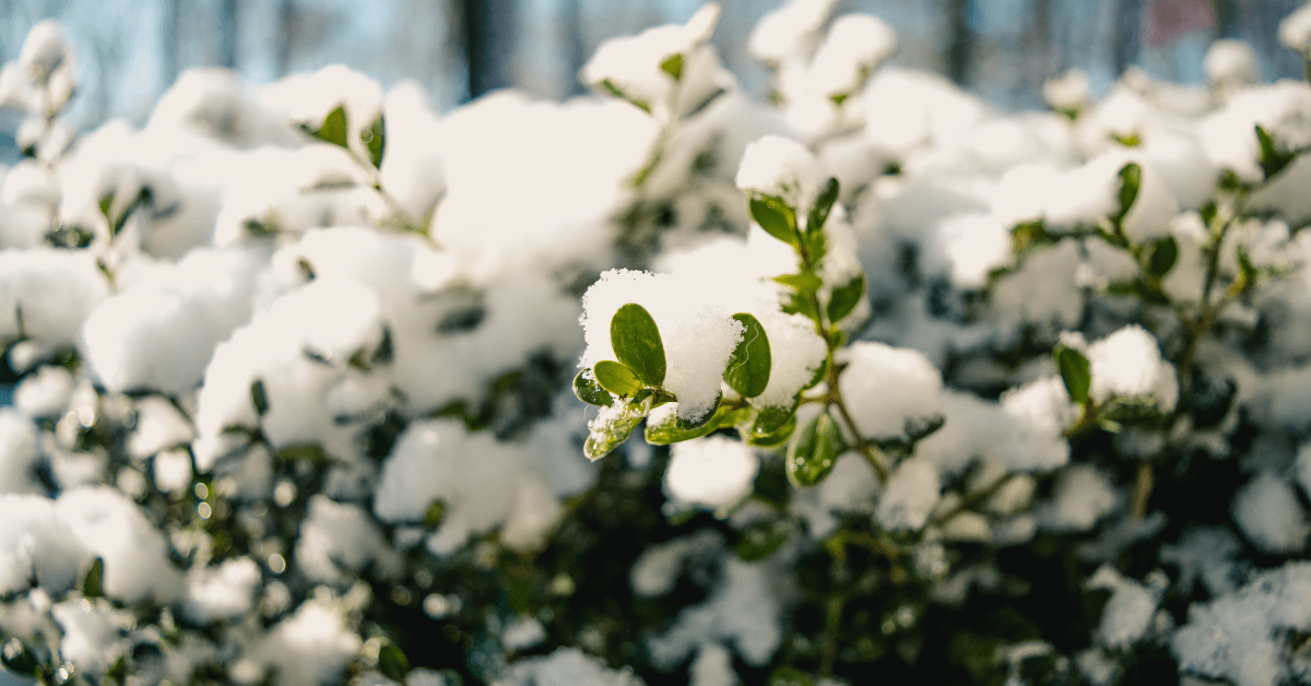 Snow on Plants