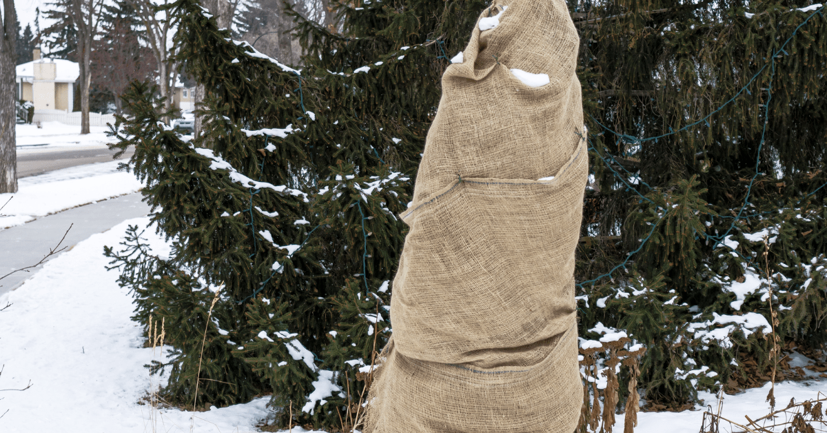 Tree Wrapped for the Winter