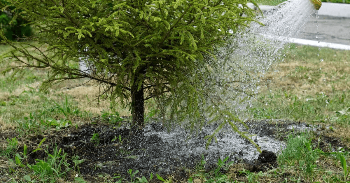 Watering Evergreen Tree