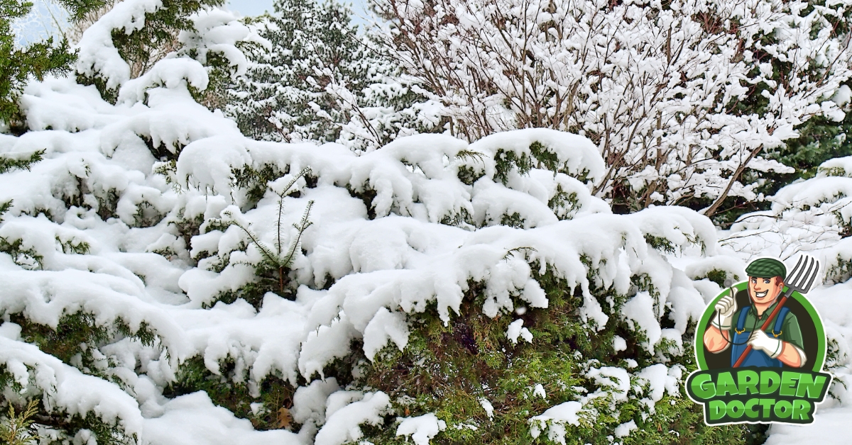 Too Much Snow on Plants in Winter