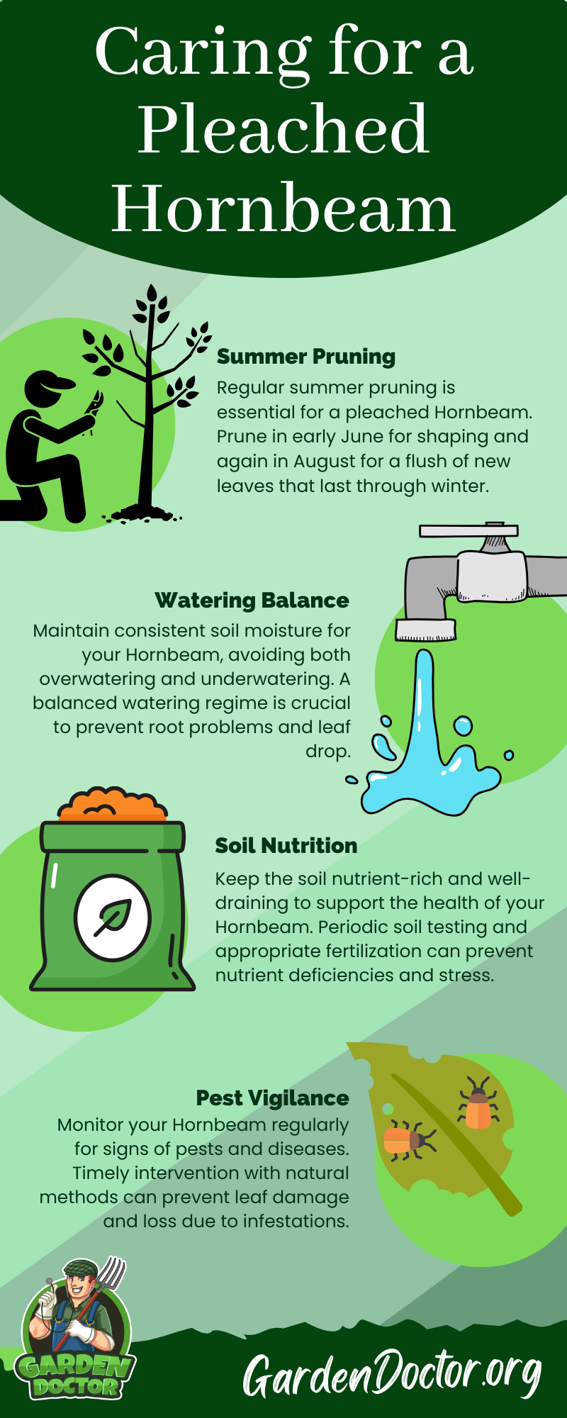 Caring for a Pleached Hornbeam Infographic