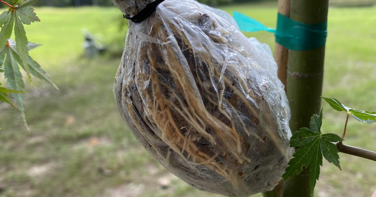 Air-layering Acer Roots