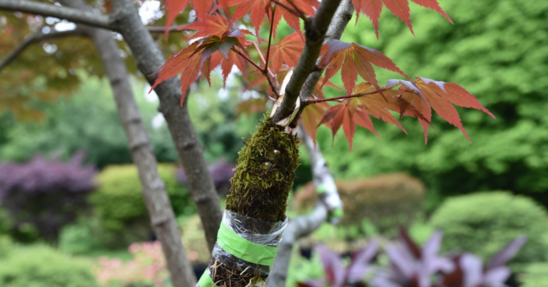 Japanese Maple wrapped for air layering